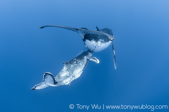 humpback whale calf nursing