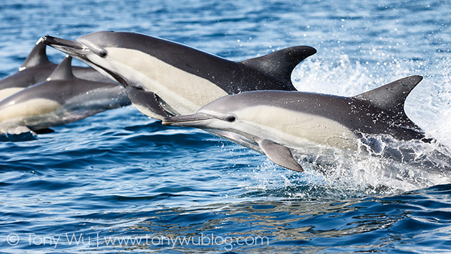 common dolphins jumping, South Africa