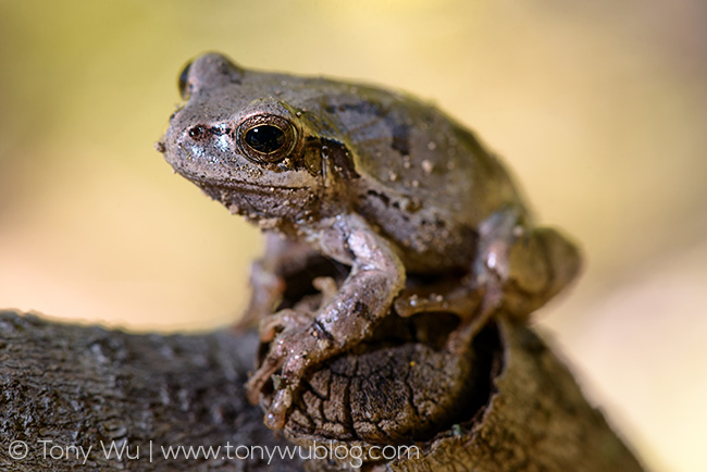 Hyla japonica tree frog