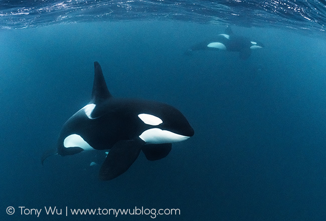 male orca blue water norway