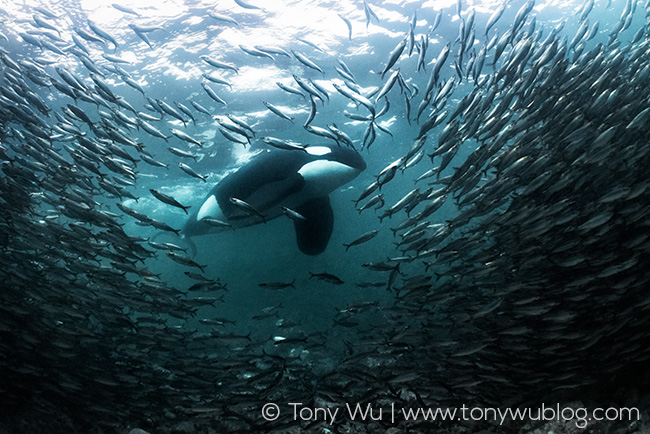 orca hunting herring, norway