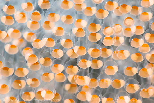 Hairchin Goby (Sagamia geneionema) Eggs