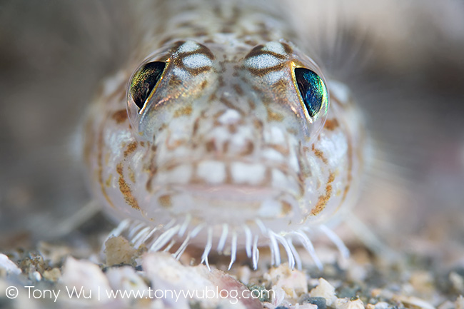 Hairchin Goby (Sagamia geneionema)