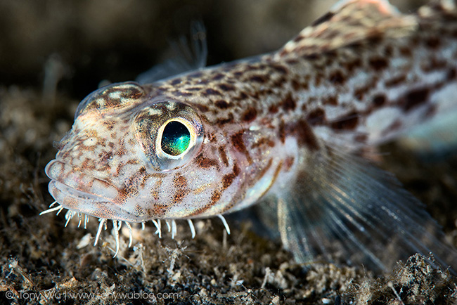 Hairchin Goby (Sagamia geneionema)