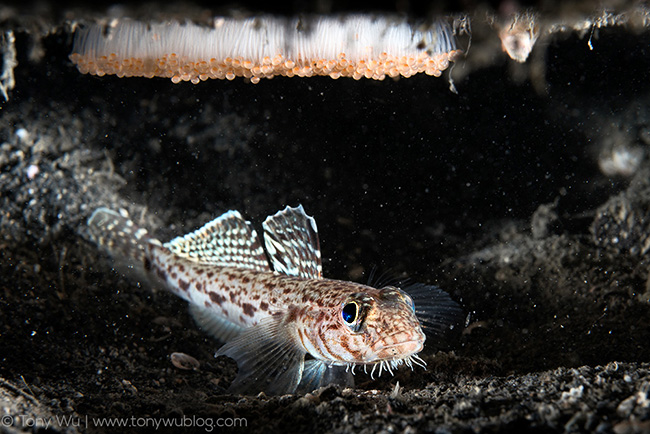 Hairchin Goby (Sagamia geneionema) With Eggs