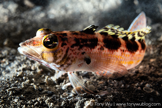 Harlequin sandperch, Parapercis pulchella