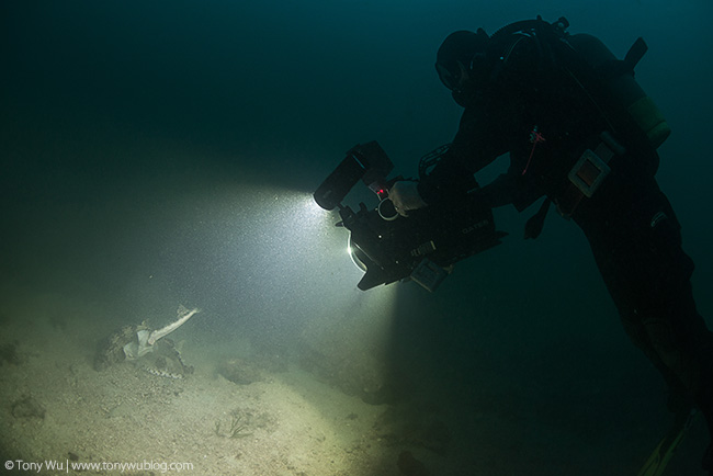 filming shark mating in japan