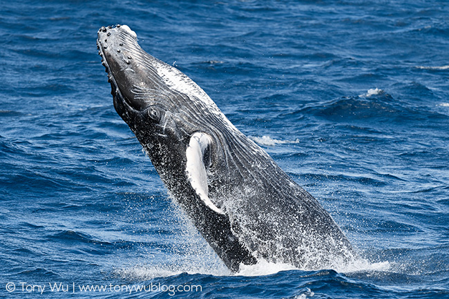 humpback whale calf breaching