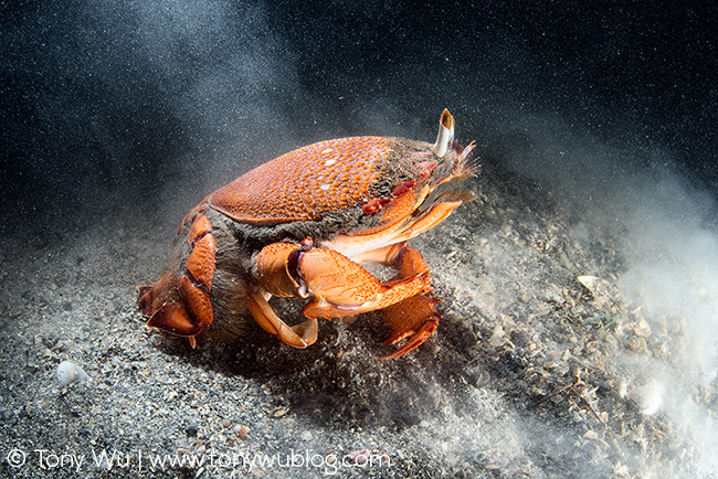 Ranina ranina red frog spanner crab