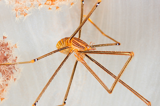 Chirostylus ortmanni with eggs