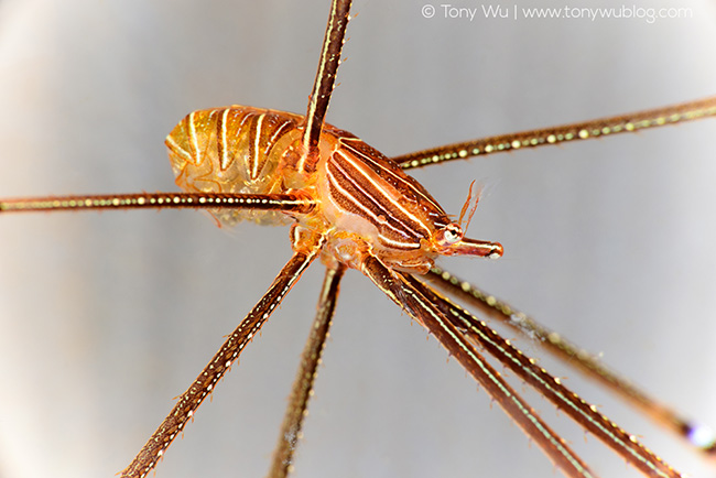 Chirostylus ortmanni with eggs