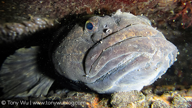 Odontobutis obscura with eggs