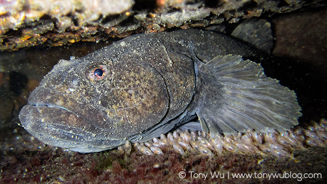 Odontobutis obscura with eggs