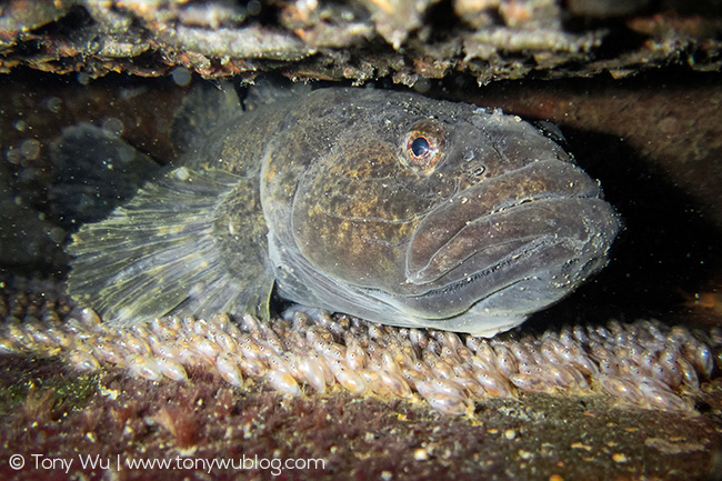 Odontobutis obscura with eggs