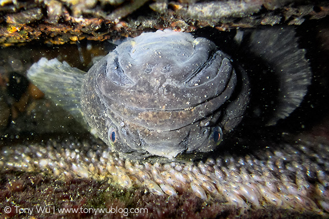 Odontobutis obscura with eggs