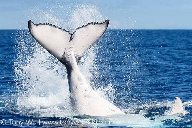 humpback whale calf playing