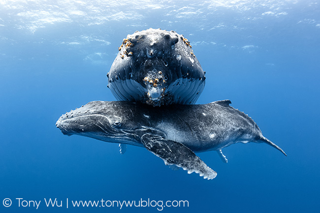 humpback whale mother and calf