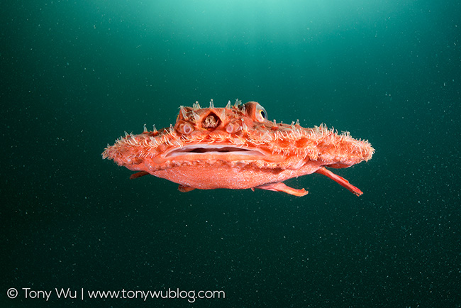 Minipizza batfish (Halieutaea stellata)