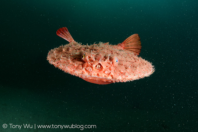 Minipizza batfish (Halieutaea stellata)