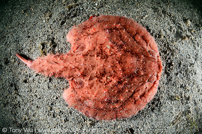 Minipizza batfish (Halieutaea stellata)