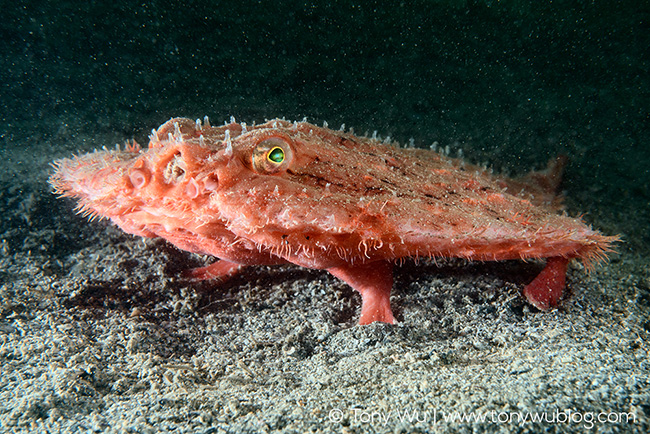 Minipizza batfish (Halieutaea stellata)