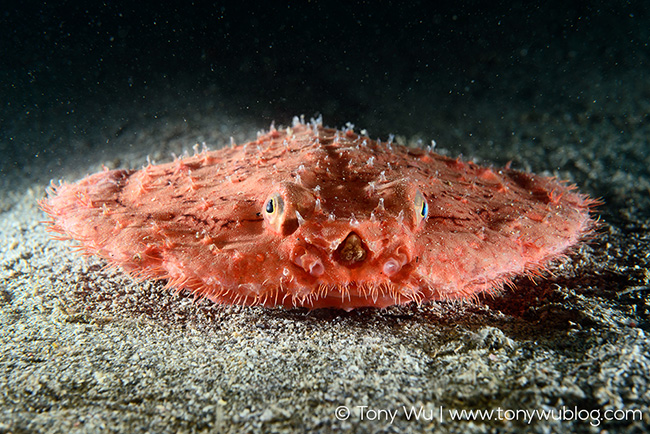 Minipizza batfish (Halieutaea stellata)