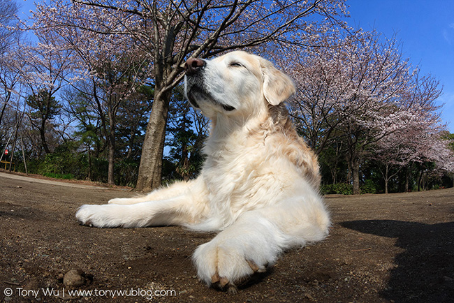 golden retriever and sakura cherry blossoms