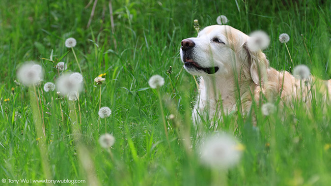 golden retriever and dandelions