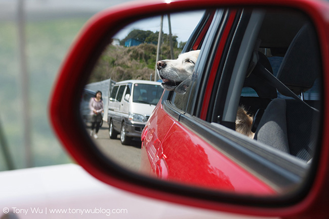 golden retriever car ride