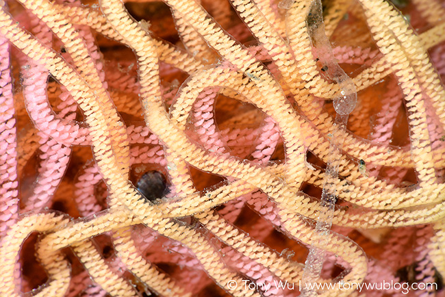 sea hare eggs (Aplysia sp.)