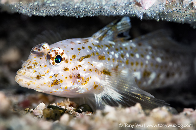 Fusigobius neophytus with eggs