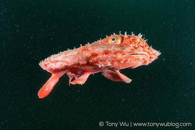 Minipizza batfish (Halieutaea stellata)