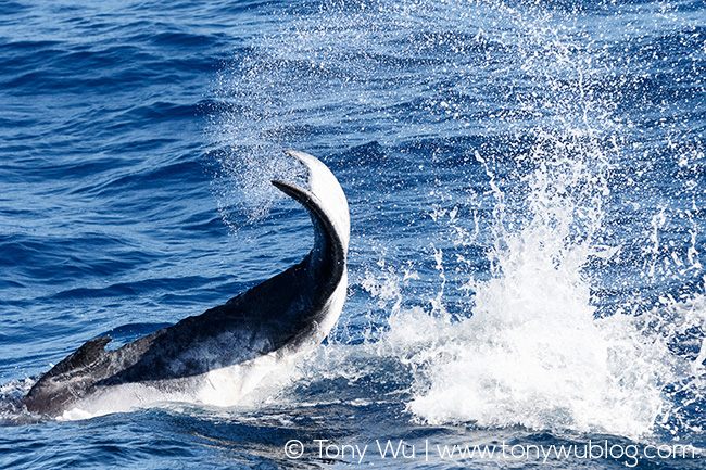 humpback whale calf playing
