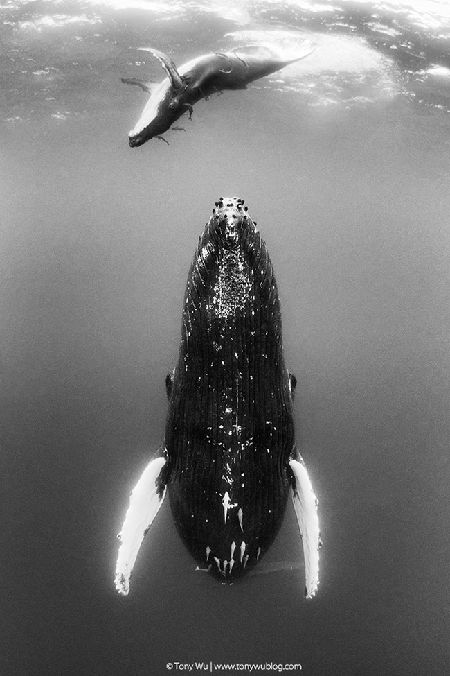 humpback whale mother and calf