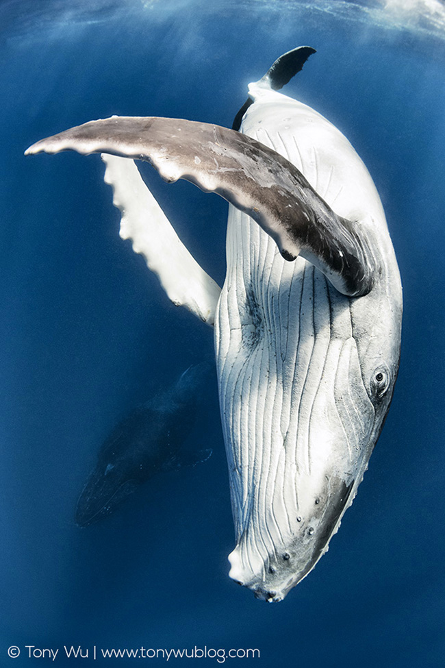 humpback whale calf and mother