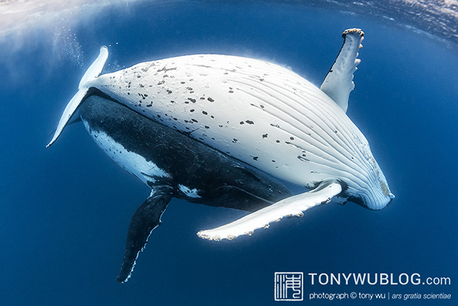 humpback whale courtship