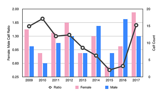 humpback whale calf gender ratio