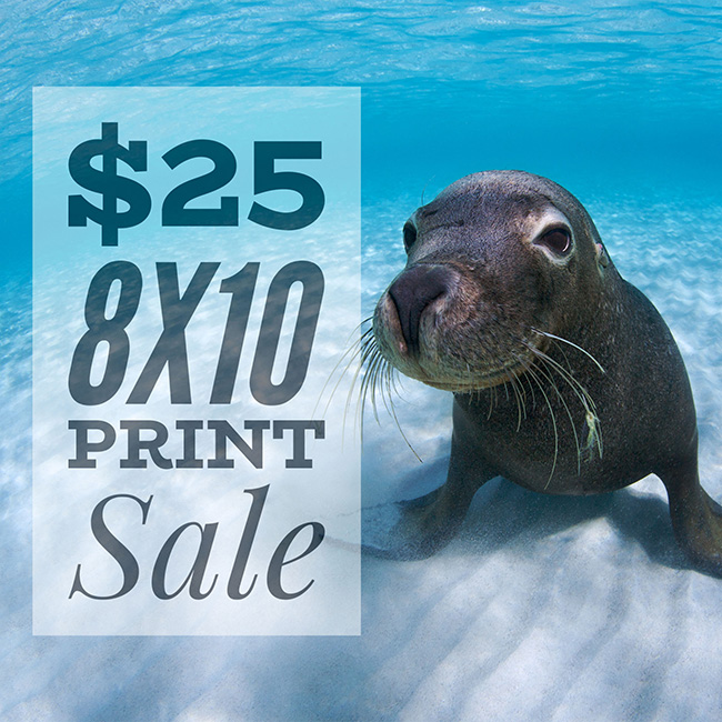 art print of Australian sea lion