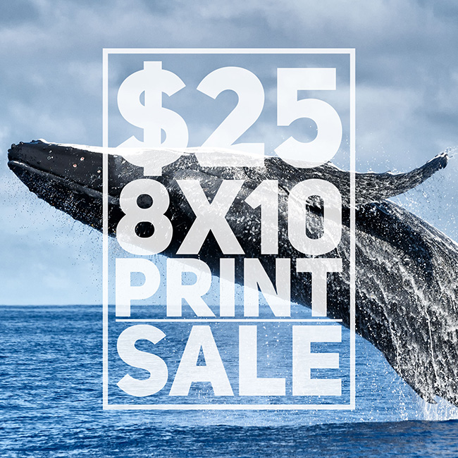 art print of humpback whale breaching