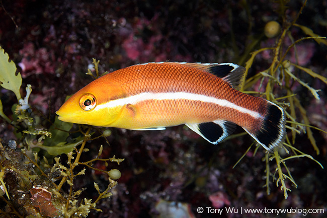 Semicossyphus reticulatus juvenile