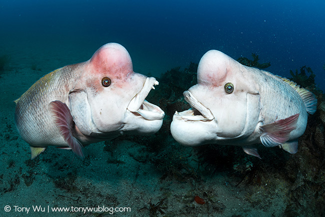 Semicossyphus reticulatus males