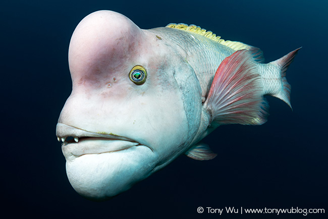 Semicossyphus reticulatus male