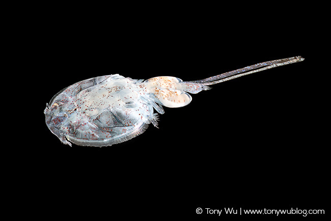 parasitic copepod on ocean sunfish