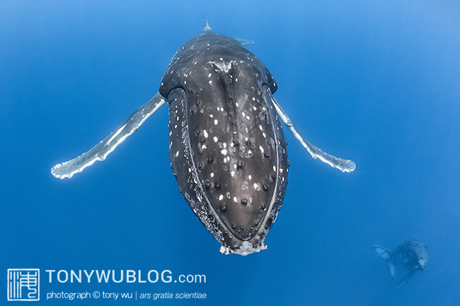 humpback whale with calf in background