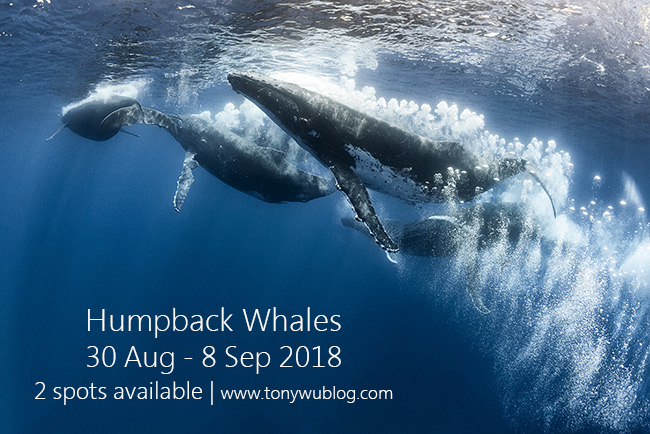 humpback whales blowing bubbles