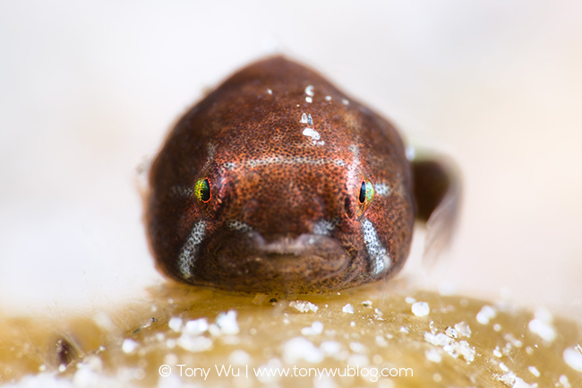 Aptocyclus Ventricosus Juvenile Smooth Lumpsucker