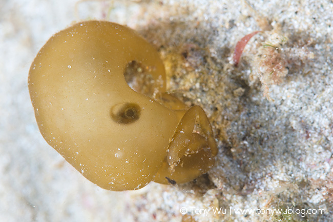 Aptocyclus ventricosus juvenile