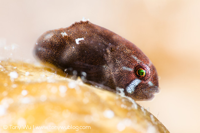 Aptocyclus Ventricosus Juvenile Smooth Lumpsucker