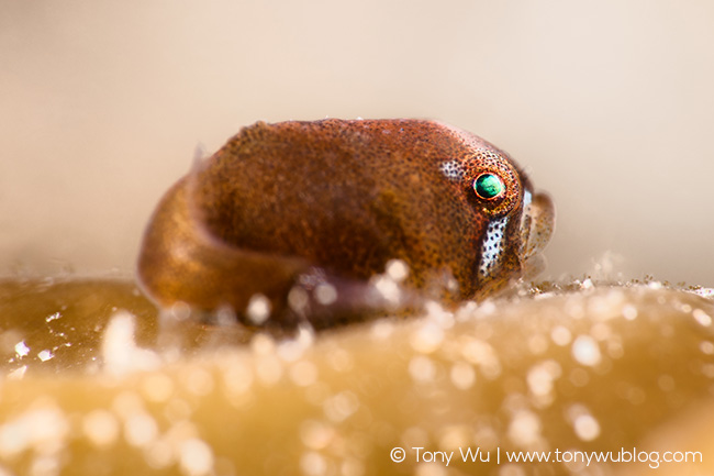 Aptocyclus ventricosus juvenile