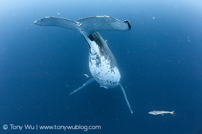 Humpback whale singer, with attendant remoras